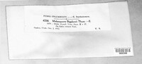 Melampsora bigelowii image